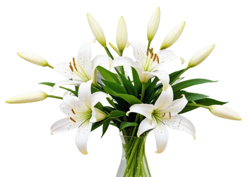 easter lilies,ornithogalum,madonna lily,white lily,lilium candidum,flowers png,tulip white,ornithogalum umbellatum,tuberose,sego lily,lillies,white tulips,star-of-bethlehem,lilies of the valley,white trumpet lily,lilies,lilium formosanum,hymenocallis,siberian fawn lily,tulipa,Illustration,Black and White,Black and White 25