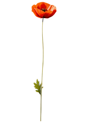 klatschmohn,coquelicot,flowers png,poppy plant,poppy flower,red poppy,papaver,anzac,lest we forget,minimalist flowers,red poppy on railway,tree poppy,floral poppy,remembrance day,cleanup,defense,poppy,rose png,wall,poppy flowers,Illustration,Vector,Vector 01