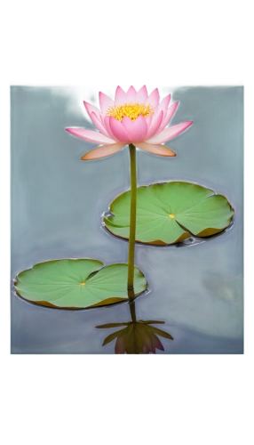 lotus on pond,lotus png,water lotus,pond lily,lotus flowers,water lily flower,lotus ffflower,flower of water-lily,lotus blossom,sacred lotus,pink water lily,lotus flower,water lily,broadleaf pond lily,lotus plants,stone lotus,water lily plate,large water lily,waterlily,lotus,Conceptual Art,Sci-Fi,Sci-Fi 22