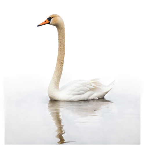 tundra swan,trumpeter swan,mute swan,trumpeter swans,swan on the lake,swan,cygnet,trumpet of the swan,white swan,fujian white crane,swan cub,young swan,canadian swans,constellation swan,grey neck king crane,swan pair,gooseander,swan lake,the head of the swan,greater flamingo,Conceptual Art,Daily,Daily 33
