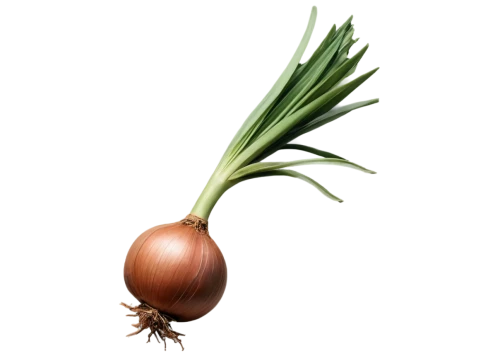 persian onion,bulgarian onion,shallot,onion,red onion,pearl onion,onion bulbs,welsh onion,rutabaga,onions,scallion,hardneck garlic,still life with onions,root vegetable,clove garlic,beet,yellow onion,red garlic,turnip,a vegetable,Art,Classical Oil Painting,Classical Oil Painting 15