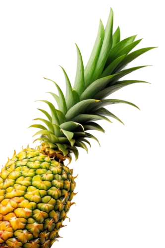 pineapple background,ananas,pinapple,pineapple wallpaper,a pineapple,pineapple,fir pineapple,pineapple plant,small pineapple,pineapple basket,pineapple pattern,pineapple comosu,ananas comosus,pineapple head,pineapples,young pineapple,fresh pineapples,dried pineapple,pineapple flower,mini pineapple,Illustration,Retro,Retro 20