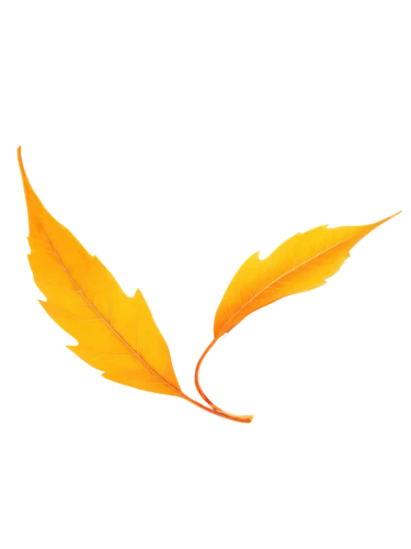 leaf background,spring leaf background,dove of peace,autumn leaf,golden leaf,fall leaf,twitter logo,butterfly vector,phoenix,autumn icon,autumn leaf paper,yellow leaf,wingtip,leaf drawing,oak leaf,fallen leaf,maple leaf,defense,phoenix rooster,suspended leaf,Illustration,Realistic Fantasy,Realistic Fantasy 26