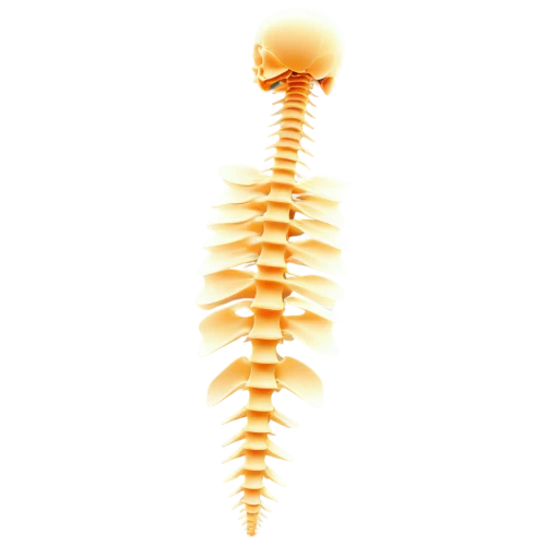 spine,cervical spine,connective back,chiropractic,backbone,skeletal,chiropractor,back pain,vertebrae,skeleton,spines,skeletal structure,neck,human skeleton,ribcage,cervical,strozzapreti,backache,artificial joint,calcium,Illustration,Children,Children 01