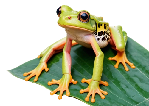 coral finger tree frog,pacific treefrog,coral finger frog,jazz frog garden ornament,frog figure,squirrel tree frog,tree frog,shrub frog,red-eyed tree frog,wallace's flying frog,barking tree frog,tree frogs,litoria fallax,frog,woman frog,poison dart frog,golden poison frog,frog background,kawaii frog,green frog,Art,Artistic Painting,Artistic Painting 25