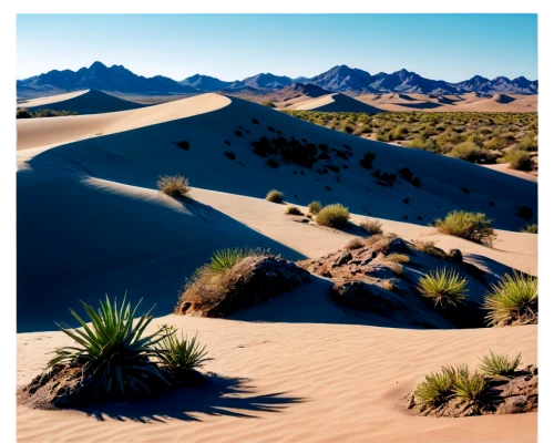 desert desert landscape,desert landscape,desert plants,desert plant,crescent dunes,arid landscape,argentina desert,namib desert,namib,mojave desert,dunes national park,great dunes national park,dune landscape,capture desert,san dunes,desert background,desert,sand dunes,mesquite flats,namib rand,Photography,Documentary Photography,Documentary Photography 23