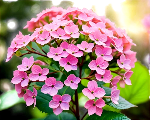 pink hydrangea,hydrangeaceae,pink flowers,hydrangea flower,hydrangea flowers,flower pink,hydrangea serrata,impatiens,pink periwinkles,pink flower,hydrangea,evergreen candytuft,euphorbia splendens,pink flower white,flowers png,cushion flower,flowering shrubs,flower background,azalea coral bells,beautiful flower,Illustration,Vector,Vector 19