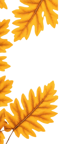 kelp,chrysanthemum background,flowers png,yellow leaf,yellow maple leaf,gold leaves,yellow leaves,maple foliage,sunflower lace background,leaf branch,fusilli,golden leaf,maple leave,leaf background,beech leaves,strozzapreti,golden samphire,dried apricots,seaweeds,ginkgo leaf,Illustration,American Style,American Style 07