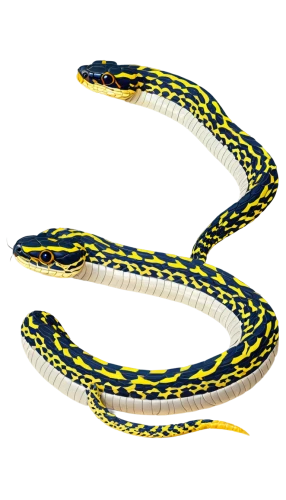 western terrestrial garter snake,plains gartersnake,ribbon snake,common garter snake,garter snake,elegans,smooth greensnake,yellow python,glossy snake,nymphalis,varanidae,eleutherodactylus,salamandra,sharptail snake,natrix natrix,blue snake,carpet python,pointed snake,morelia viridis,axyridis,Illustration,Vector,Vector 10