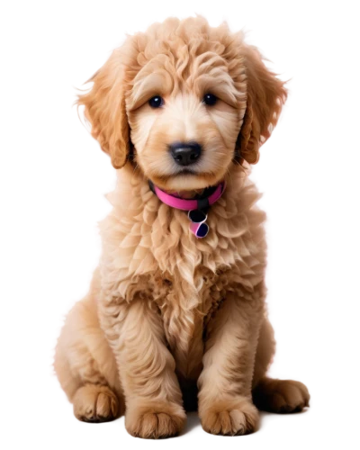 goldendoodle,golden retriever puppy,labradoodle,cavapoo,cute puppy,poodle crossbreed,golden retriever,miniature poodle,nova scotia duck tolling retriever,toy poodle,pet vitamins & supplements,irish soft-coated wheaten terrier,dog breed,golden retriver,welsh terrier,dog pure-breed,blonde dog,standard poodle,yorkipoo,puppy pet,Conceptual Art,Graffiti Art,Graffiti Art 05