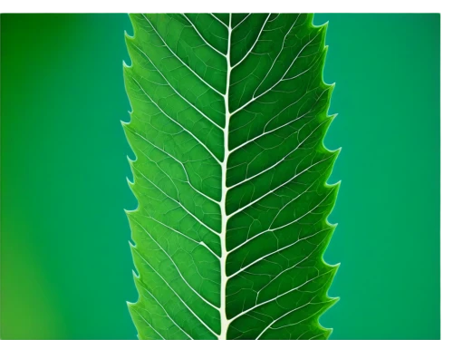 tropical leaf,tropical leaf pattern,fern leaf,leaf structure,leaf veins,jungle leaf,foliage leaf,custody leaf,leaf fern,leaf pattern,chestnut leaf,cycad,dry leaf,palm leaf,mape leaf,green leaf,nopal,coconut leaf,nettle leaves,urticaceae,Conceptual Art,Graffiti Art,Graffiti Art 02