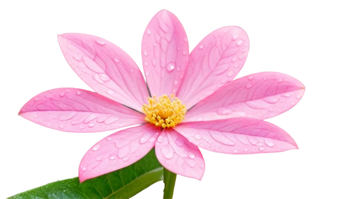 flowers png,wood daisy background,dahlia pink,pink flower,flower background,cosmos flower,flower pink,magnolia star,pink chrysanthemum,pink cosmea,pink floral background,pink flower white,flower illustrative,anemone japonica,flower of dahlia,star dahlia,flower illustration,star flower,paper flower background,pink plumeria,Photography,Documentary Photography,Documentary Photography 12
