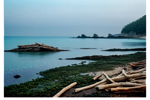 driftwood,wood and beach,ruby beach,sawarna coast,landscape photography,black beach,vancouver island,danyang eight scenic,estuarine,coastal landscape,coastal protection,jimbaran beach,discovery park,seascapes,shimane peninsula,paparoa national park,beach landscape,dark beach,fish traps,bamboo flute,Photography,Documentary Photography,Documentary Photography 11