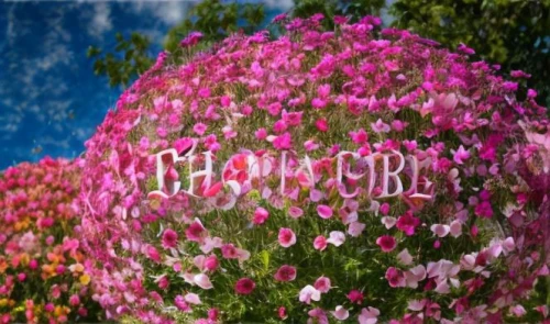 flower background,cd cover,globe flower,flowers png,pink cosmea,cosmea,sea beach-marigold,mandevilla,may flowers,corymb rose,chrysanthemums bush,cinquefoil,crown marigold,flowers in wheel barrel,girl in flowers,gypsophila,bag of gypsophila,floral background,the garden marigold,pink floral background,Realistic,Foods,None