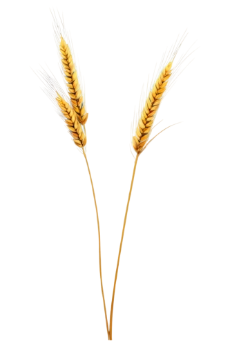 spikelets,foxtail barley,wheat ear,wheat ears,feather bristle grass,yellow nutsedge,durum wheat,einkorn wheat,strand of wheat,wheat grasses,elymus repens,hare tail grasses,seed wheat,wheat crops,triticale,triticum durum,strands of wheat,wheat germ grass,sprouted wheat,phragmites australis,Photography,Fashion Photography,Fashion Photography 24