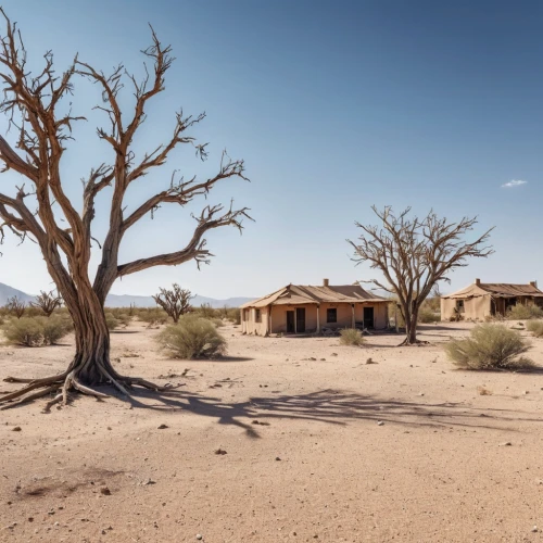 namibia nad,arid landscape,namib rand,arid land,namibia,desertification,arid,argan trees,etosha,namib,namib desert,the dry season,mesquite flats,dead vlei,argan tree,desert desert landscape,pioneertown,desert landscape,unhoused,sossusvlei