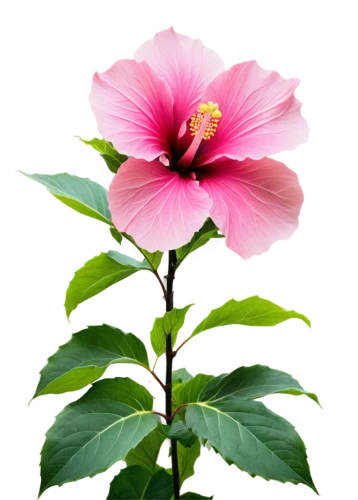 pink hibiscus,chinese hibiscus,hibiscus flower,hibiscus and leaves,hibiscus rosa-sinensis,hibiscus rosasinensis,hibiscus flowers,hibiscus,hibiscus rosa sinensis,hawaiian hibiscus,rose of sharon,swamp hibiscus,hibiscus-double,flowers png,swamp rose mallow,flower background,pink flower,flower pink,red hibiscus,rosa caninas,Illustration,Realistic Fantasy,Realistic Fantasy 46
