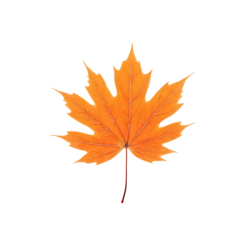 maple leaf,red maple leaf,maple leave,maple leaf red,yellow maple leaf,leaf background,fall leaf,maple foliage,autumn leaf paper,autumn leaf,leaf maple,leaf rectangle,oak leaf,fallen oak leaf,maple leaves,red leaf,maple,thunberg's fan maple,trumpet leaf,fall leaf border,Illustration,Black and White,Black and White 15