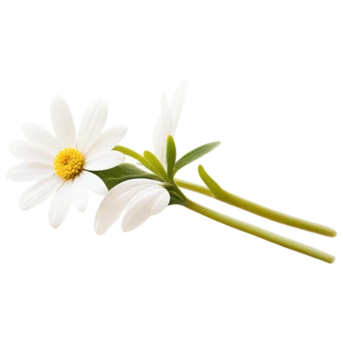 flowers png,marguerite daisy,leucanthemum,minimalist flowers,camomile flower,oxeye daisy,mayweed,wood daisy background,ox-eye daisy,flannel flower,marguerite,common daisy,shasta daisy,artificial flower,small white aster,leucanthemum maximum,bookmark with flowers,ikebana,anemone sylvestris,white cosmos,Illustration,Abstract Fantasy,Abstract Fantasy 02