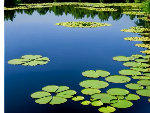 white water lilies,aquatic plants,aaa,water lilies,aquatic plant,lily pond,lily pads,lilly pond,lily pad,pond plants,aa,broadleaf pond lily,lotus on pond,water smartweed,patrol,water plants,lotus pond,landscape designers sydney,cleanup,waterlily,Photography,Fashion Photography,Fashion Photography 19