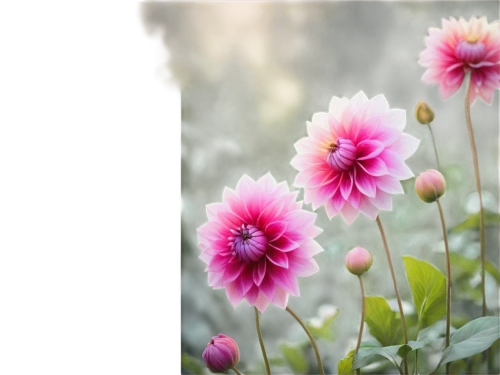 pink dahlias,pink chrysanthemum,pink chrysanthemums,dahlia pink,strawflower,pompom dahlia,chrysanthemum cherry,south african daisy,vancouver dahlia,dahlias,garden dahlia,dahlia flowers,purple chrysanthemum,violet chrysanthemum,helichrysum,dahlia purple,european michaelmas daisy,african daisy,garden chrysanthemums,garden chrysanthemum,Photography,Documentary Photography,Documentary Photography 22