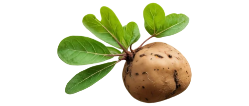 russet burbank potato,rock pear,sapodilla,solanum tuberosum,mandraki,cowpea,pear cognition,oleaceae,asian pear,carob,allspice,indian almond,pignolata,yukon gold potato,rustic potato,juglans,poblano,eggplant,rutabaga,common bean,Photography,Fashion Photography,Fashion Photography 17