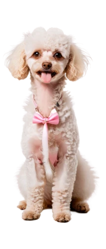 toy poodle,miniature poodle,poodle crossbreed,bichon frisé,chihuahua poodle mix,bichon,shih tzu,cheerful dog,female dog,cute puppy,maltepoo,shih-poo,long hair chihuahua,cavachon,pekingese,shih poo,pomeranian,poodle,toy dog,dog,Conceptual Art,Daily,Daily 14