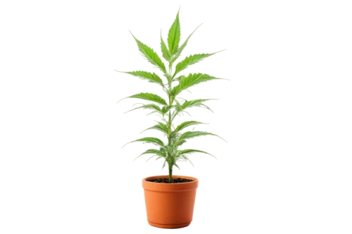 potted palm,potted plant,potted tree,oil-related plant,rank plant,sapling,container plant,pot plant,norfolk island pine,houseplant,money plant,plant,small plant,bellenplant,plant pot,singleleaf pine,green plant,scaphosepalum,terrestrial plant,indoor plant,Conceptual Art,Fantasy,Fantasy 14