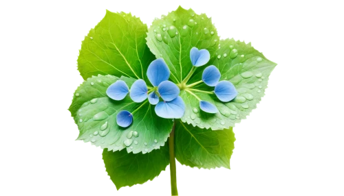 cleanup,spring leaf background,flowers png,hepatica,four-leaf,blue flower,mertensia,blue and green,hydrangea background,five-leaf clover,four-leaf clover,aaa,centella,hydrangeaceae,blue flowers,caprifoliaceae,blue leaf frame,flower illustrative,green and blue,blue petals,Art,Classical Oil Painting,Classical Oil Painting 41