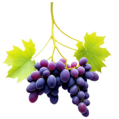 grapes icon,purple grapes,wine grape,grapes,blue grapes,wine grapes,grape vine,table grapes,grape hyancinths,red grapes,fresh grapes,vineyard grapes,vitis,grape seed extract,grapevines,grape vines,grape seed oil,bunch of grapes,grape turkish,wood and grapes,Illustration,Paper based,Paper Based 05