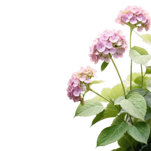 hydrangea background,hydrangeaceae,hydrangea serrata,pink hydrangea,hydrangea flower,hydrangea flowers,hydrangea,flowers png,oakleaf hydrangea,greek valerian,african violets,hydrangeas,kalanchoe,verbena family,flower background,viburnum,lantana camara,lantana,evergreen candytuft,verbena,Photography,Black and white photography,Black and White Photography 13