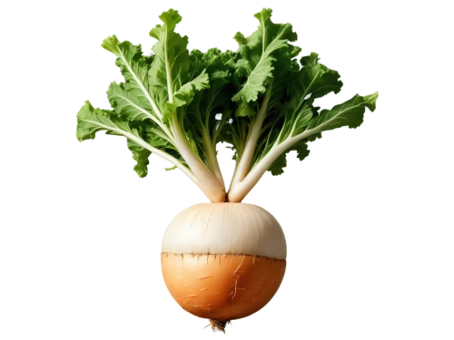 rapini,rutabaga,turnips,white turnip,a vegetable,turnip,vegetable,daikon,beet,root vegetable,kohlrabi,onion,yellow turnip,veggie,kawaii vegetables,persian onion,radish,bulgarian onion,kale,leek,Photography,Artistic Photography,Artistic Photography 15