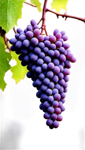 purple grapes,blue grapes,grapes icon,wine grape,grape hyancinths,grape seed extract,grape vine,vineyard grapes,wine grapes,cluster grape,bright grape,grapes,red grapes,grapevines,purple grape,table grapes,grape turkish,fresh grapes,viognier grapes,grape,Illustration,Paper based,Paper Based 15