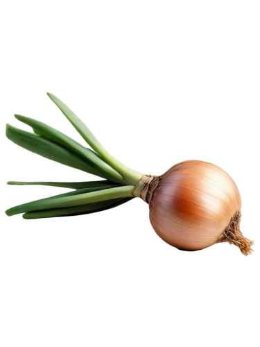 persian onion,pearl onion,hardneck garlic,bulgarian onion,garlic bulb,shallot,scallion,onion bulbs,head of garlic,onion,clove garlic,sweet garlic,welsh onion,garlic,chinese garlic,garlic bulbs,red garlic,a clove of garlic,rosy garlic,onions,Illustration,Paper based,Paper Based 03