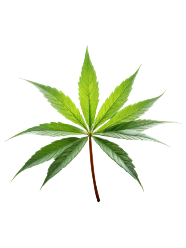 custody leaf,mape leaf,cannabidiol,jungle leaf,tropical leaf,mint leaf,fan leaf,green leaf,leaf background,cannabinol,medicinal plant,mugwort,four-leaf,mammoth leaf,weed,palm leaf,neem,broadleaf,young leaf,chestnut leaf,Illustration,Black and White,Black and White 09