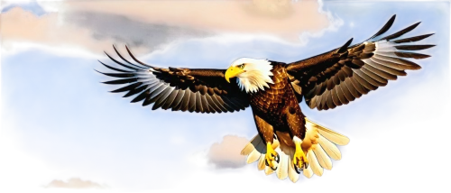 eagle illustration,eagle drawing,eagle vector,african fishing eagle,african eagle,sea eagle,fish eagle,eagle,bald eagle,mongolian eagle,of prey eagle,american bald eagle,steppe eagle,sea head eagle,white-tailed eagle,steller's sea eagle,white tailed eagle,eagle eastern,golden eagle,african fish eagle,Illustration,Black and White,Black and White 04