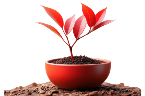 potted plant,plant pot,growth icon,terracotta flower pot,potted tree,clay soil,plant and roots,seedling,maple tree in pot,garden pot,monocotyledon,flowerpot,androsace rattling pot,potted palm,container plant,pot plant,plant sap,sapling,wooden flower pot,flower pot,Conceptual Art,Fantasy,Fantasy 21