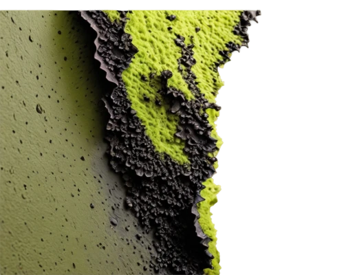 mud wall,green algae,chlorophyll,wall paint,wall plaster,wall,lichen,matcha powder,algae,cleanup,effluent,cement background,lichens,printing inks,wall texture,road surface,watercolour texture,macrocystis,thick paint,swampy landscape,Illustration,Japanese style,Japanese Style 16