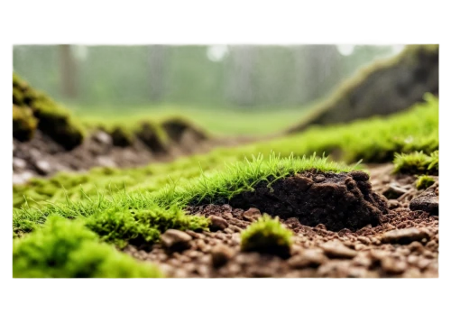 aaa,forest moss,liverwort,quail grass,artificial grass,block of grass,moss,soil erosion,aa,ground cover,clay soil,moss saxifrage,halm of grass,tree moss,patrol,green border,green wallpaper,green landscape,wheat germ grass,artificial turf,Photography,Fashion Photography,Fashion Photography 10