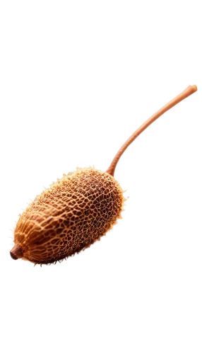 acorn,seed head,acorn leaf,seed pod,aesculus,chestnut bud,conifer cone,durian seed,seed-head,fir cone,banksia,varroa,seed,leaf bud,spruce cones,aesculus hippocastanum,cardamom,cardamon pods,cockscomb,hair brush,Conceptual Art,Daily,Daily 32
