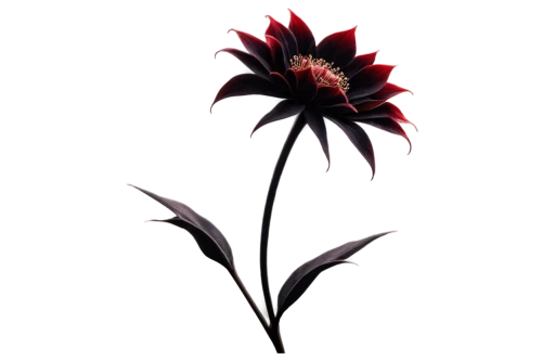 echinacea purpurea,echinacea,echinacea purperea,coneflower,flowers png,purple coneflower,helianthus,rudbeckia,african daisy,black salsify,red dahlia,red gerbera,minimalist flowers,coneflowers,widow flower,rudbeckia fulgida,gerbera,black and dandelion,flower illustration,south african daisy,Illustration,American Style,American Style 12