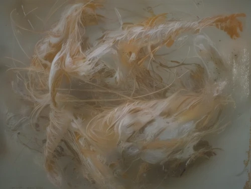 portrait of a hen,dried shredded squid,dried petals,dried shrimps,beak feathers,pullet,swan feather,finch in liquid amber,feathers,junshan yinzhen,onion peels,raw silk,endive,cellophane noodles,rice paper,parrot feathers,dried flower,domestic chicken,chicken feather,cloves schwindl inge