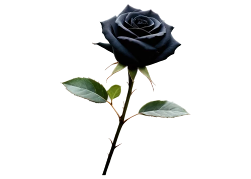 black rose,rose png,blue rose,blue moon rose,arrow rose,lady banks' rose,lady banks' rose ,bicolored rose,romantic rose,regnvåt rose,rosa,blue rose near rail,peace rose,flower rose,petal of a rose,for you,purple rose,rose flower,dried rose,rose,Illustration,Retro,Retro 25