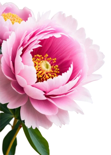 pink chrysanthemum,flowers png,pink chrysanthemums,peony pink,chrysanthemum background,flower background,pink peony,pink floral background,common peony,chrysanthemum,pink flower,flower pink,chrysanthemum cherry,korean chrysanthemum,chrysanthemum flowers,chinese peony,peony,dahlia pink,carnation of india,paper flower background,Illustration,Paper based,Paper Based 27