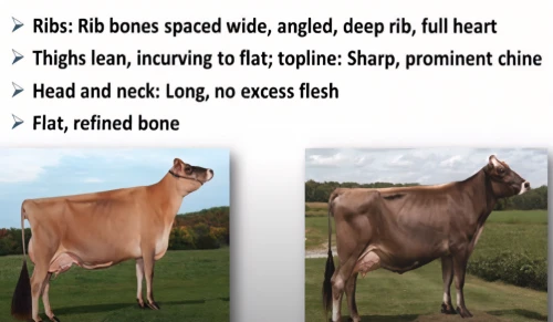 holstein-beef,red holstein,holstein cow,beef breed international,holstein cattle,dairy cow,dairy cows,zebu,colorpoint shorthair,beef cattle,dairy cattle,cow,bone-in rib,horse breeding,simmental cattle,bovine,alpine cow,cow pats,calf,aubrac