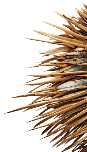 porcupine,new world porcupine,seed-head,bristles,pine needle,spines,feather bristle grass,prickle,conifer cone,matchstick man,pennisetum,matchstick,pine cone,spiny,fir cone,balafon,quills,incense stick,management of hair loss,spiky,Art,Artistic Painting,Artistic Painting 07