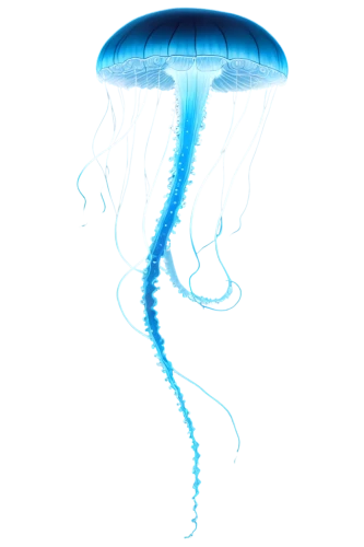 jellyfish,portuguese man o' war,box jellyfish,jellyfish collage,cnidaria,sea jellies,lion's mane jellyfish,jellies,jellyfishes,bluebottle,submersible,blue mushroom,paratrooper,tubular anemone,undersea,bioluminescence,parachute jumper,parachute fly,water bomb,cnidarian,Illustration,Black and White,Black and White 20