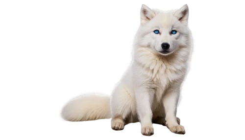 white shepherd,berger blanc suisse,canadian eskimo dog,northern inuit dog,american eskimo dog,saarloos wolfdog,sakhalin husky,samoyed,japanese spitz,seppala siberian sleddog,greenland dog,tamaskan dog,siberian husky,icelandic sheepdog,canaan dog,canidae,wolfdog,kishu,carpathian shepherd dog,korean jindo dog,Photography,Documentary Photography,Documentary Photography 12