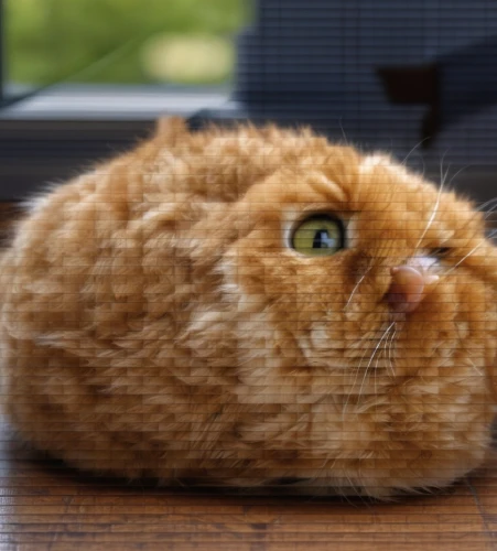 saffron bun,scottish fold,ginger cat,red tabby,cheese bun,sausage bun,kurilian bobtail,sesame bun,american curl,croquette,british shorthair,loaf of bread,cat image,american bobtail,puffy,loaf,ball-shaped,cheese loaf,cat resting,cat head,Photography,General,Realistic