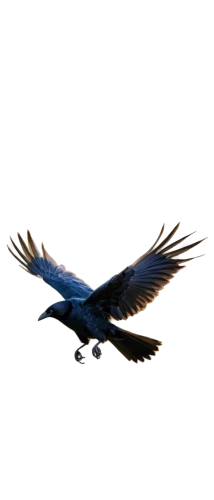hyacinth macaw,bird in flight,harris hawk in flight,crane bird flying,black macaws sari,blue macaw,black kite,macaws blue gold,blue buzzard,african fishing eagle,bird flying,mongolian eagle,andean condor,black vulture,vulture,california condor,new caledonian crow,fish crow,griffon vulture,black stork,Conceptual Art,Daily,Daily 15